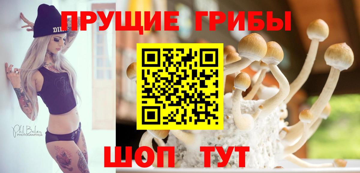Псилоцибиновые грибы Psilocybe Новошахтинск